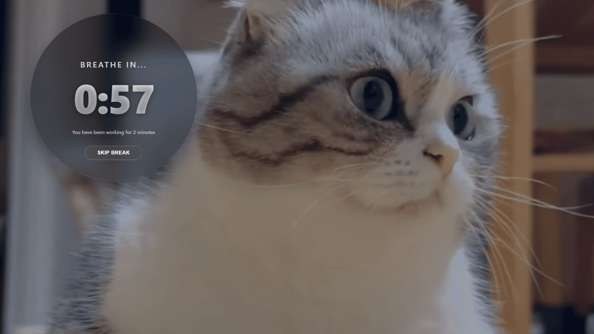 pauseCat image 2