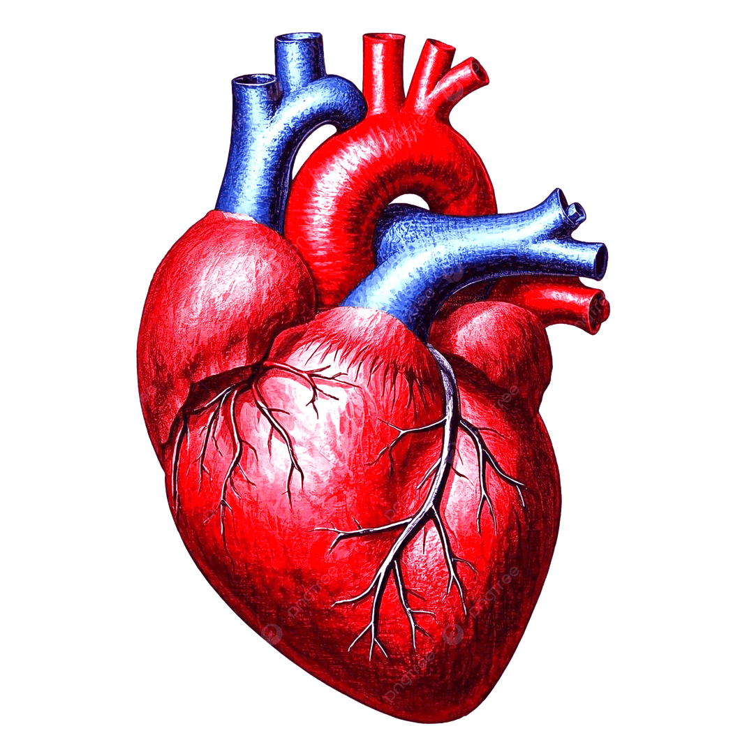 Heart Disease Risk Analytics Dashboard