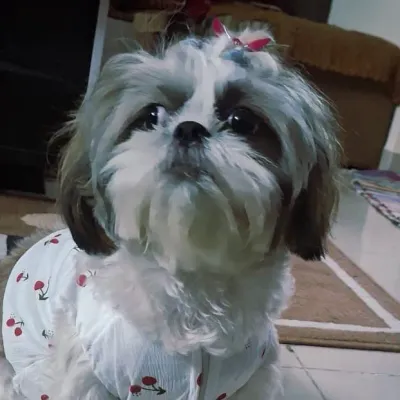 Sheeba Abigail