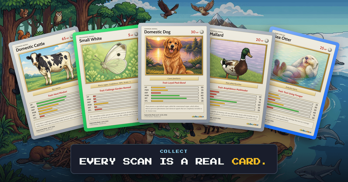 dobudex image 3
