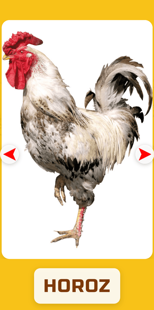 Doman Flashcards for Toddlers image 3