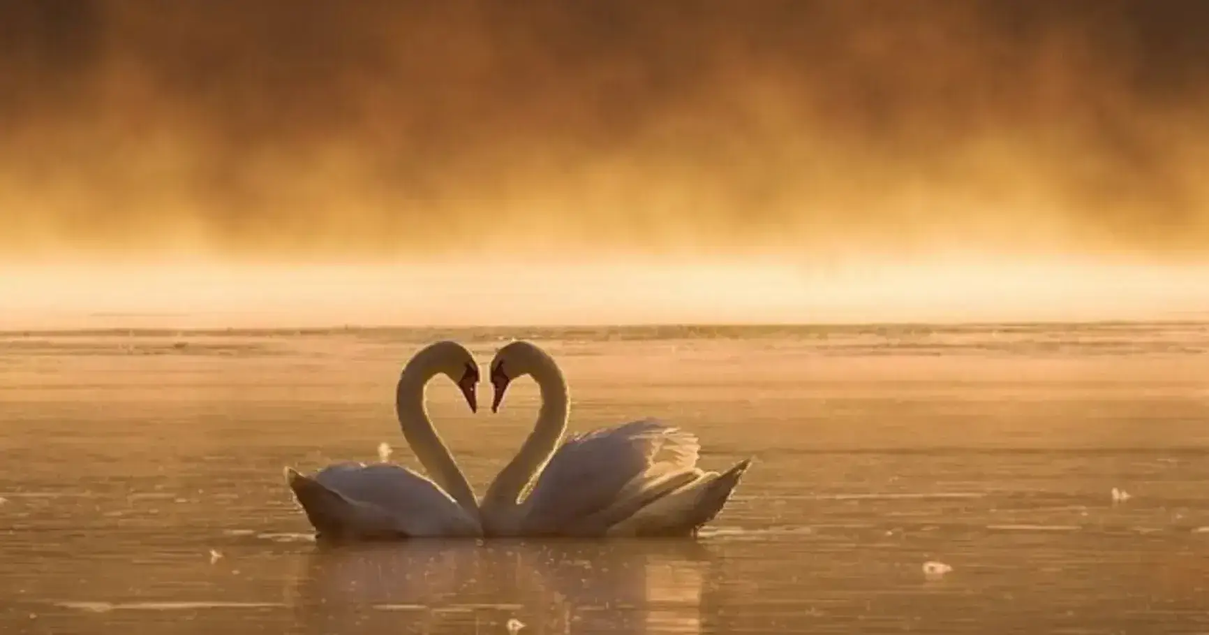 Why Forevers.app Works: Emotion Is the Real SaaS Moat