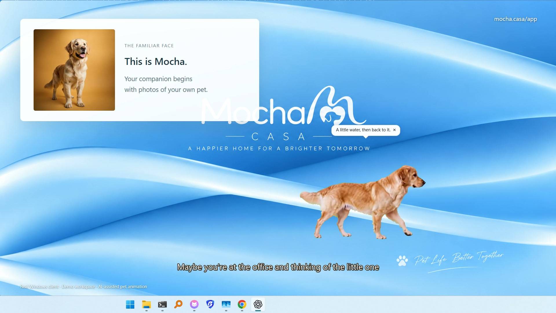 Mocha Casa Desktop Pets image 2